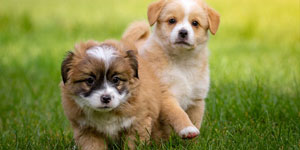 Veterinarian in Moncks Corner, SC - New Clients