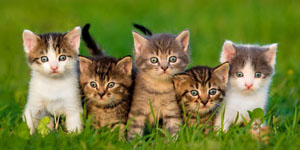 Veterinarian in Moncks Corner, SC - About Us